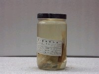 藏品(棘箱魨)的圖片